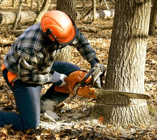 Tree Removal in Corinne, WV